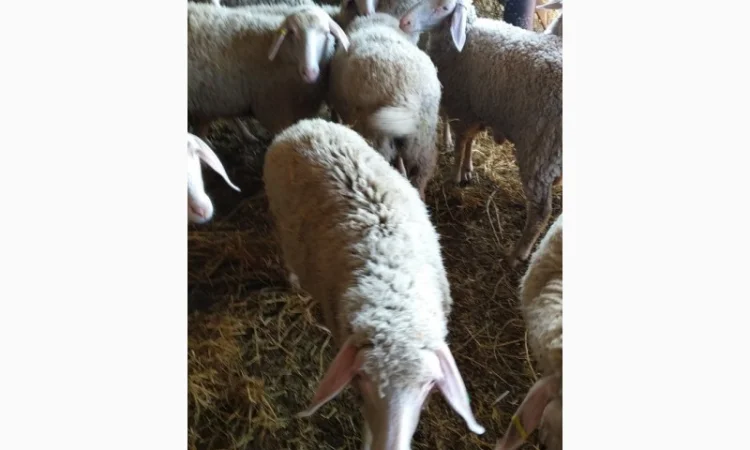 Продам плем молодняк овец - фото № 3