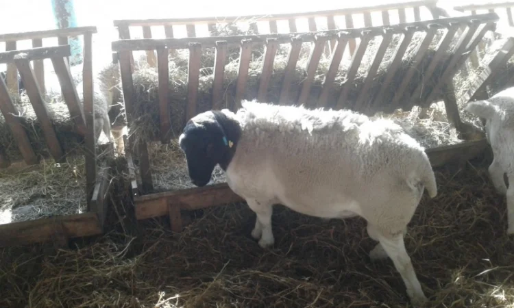 Продам плем молодняк овец - фото № 10