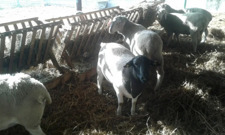 Продам плем молодняк овец - фото № 9