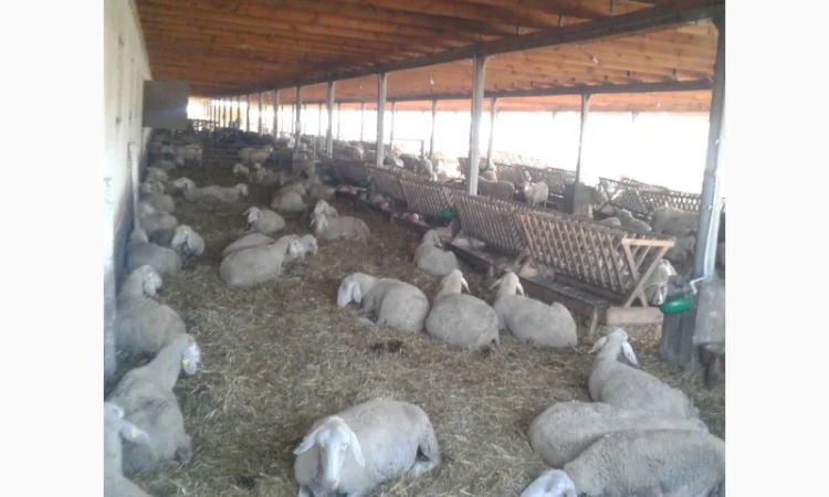 Продам плем молодняк овец - фото № 8