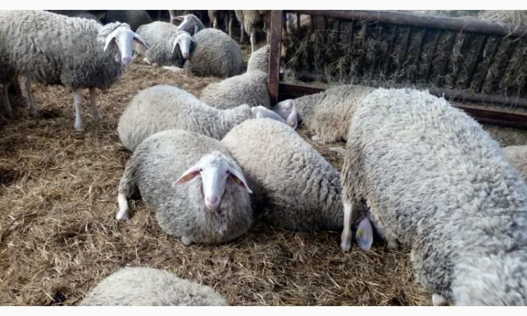 Продам плем молодняк овец - фото № 14