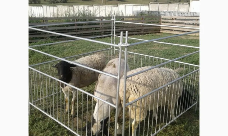 Продам плем молодняк овец - фото № 7