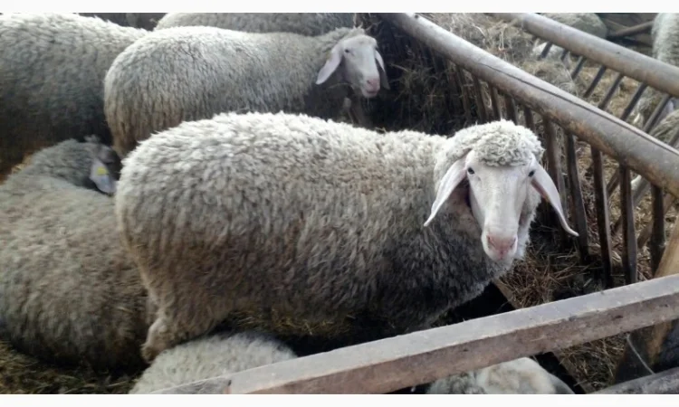 Продам плем молодняк овец - фото № 6