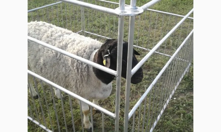 Продам плем молодняк овец - фото № 5