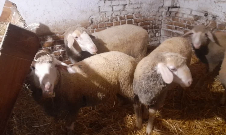 Продам баранів мериноландшафт - фото № 1