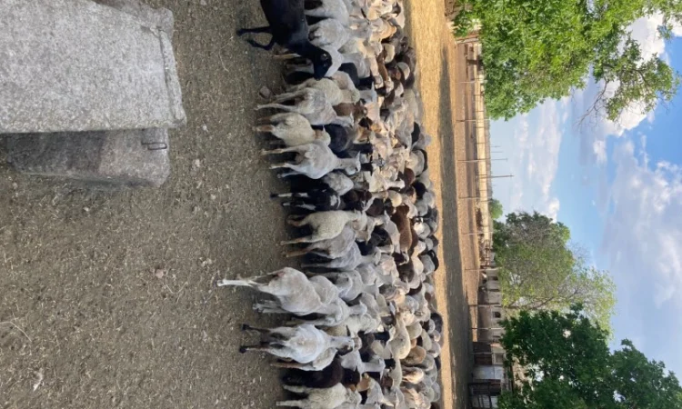 Стадо овец - фото № 1