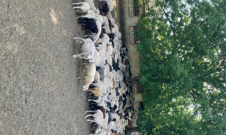 Стадо овец - фото № 2