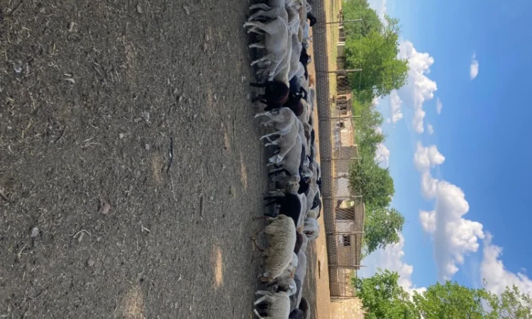 Стадо овец - фото № 3