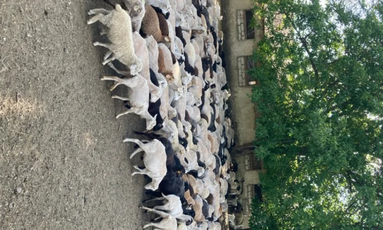 Стадо овец - фото № 4