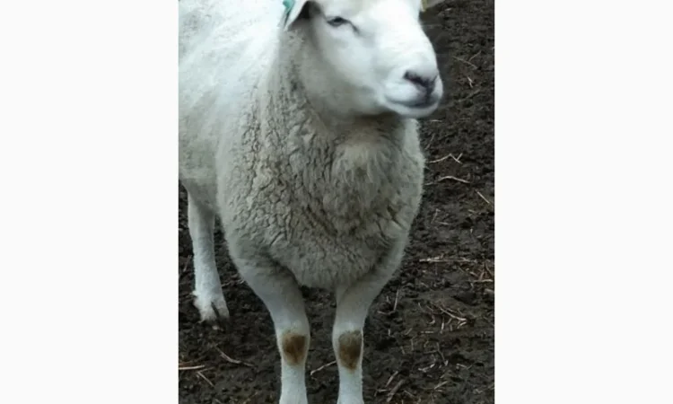 Продам баранів, овець, валухів на м' ясо - фото № 1