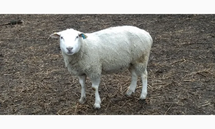 Продам баранів, овець, валухів на м' ясо - фото № 2