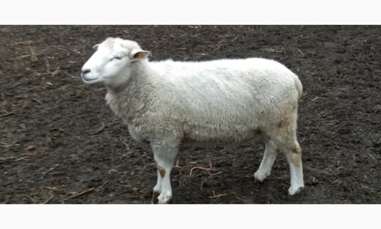 Продам баранів, овець, валухів на м' ясо - фото № 3