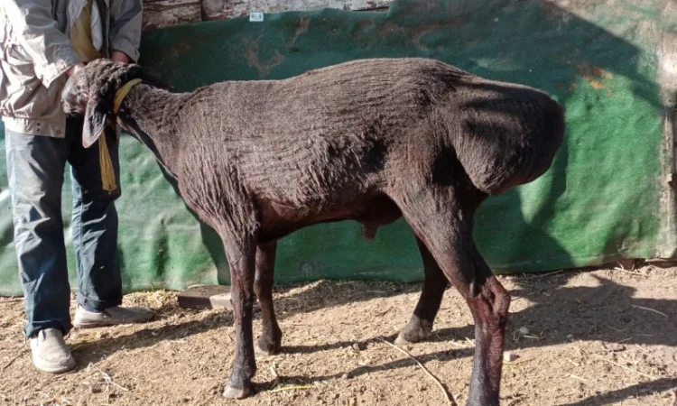 Продам курдючных баранов на племя - фото № 1