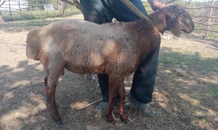 Продам курдючных баранов на племя - фото № 2