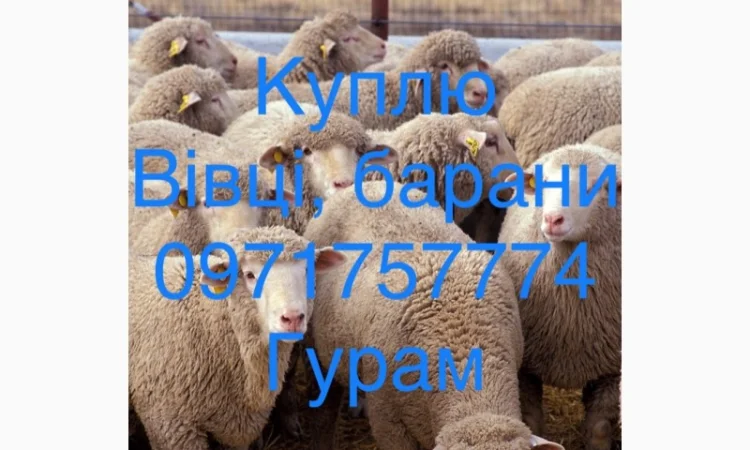 Куплю баранів живою вагою - фото № 1
