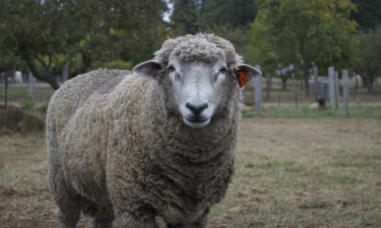 Куплю Баранов В Любом Количестве - фото № 1