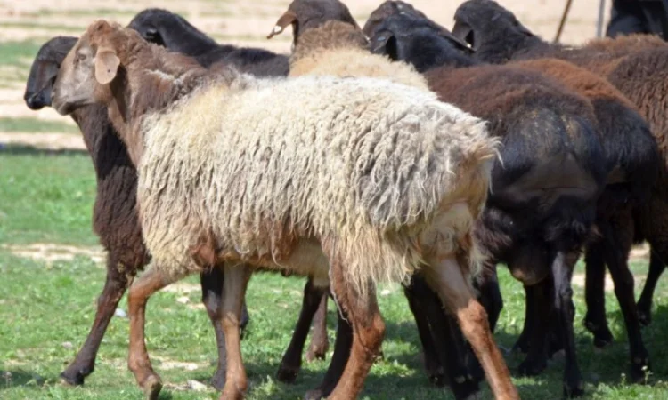 Куплю курдючных овец - фото № 1