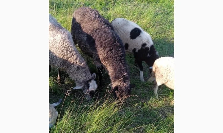 Продам овец, Барана - фото № 1