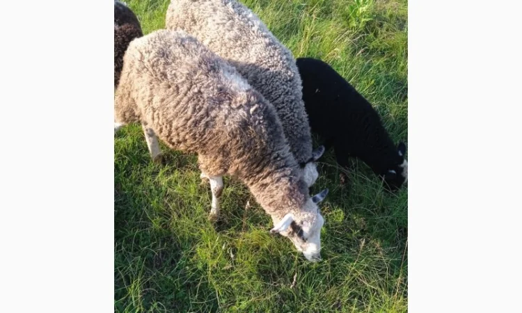 Продам овец, Барана - фото № 2