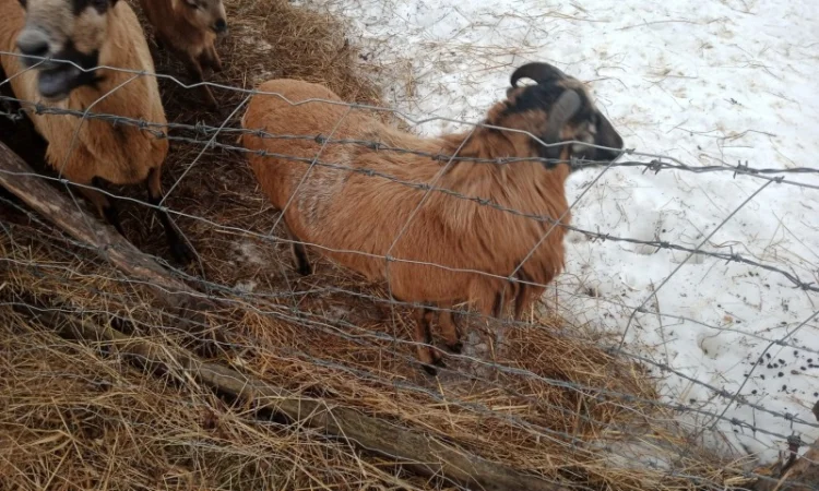 Вівці, барани породи "Камерунська". Овцы породы "Камерунска" - фото № 2