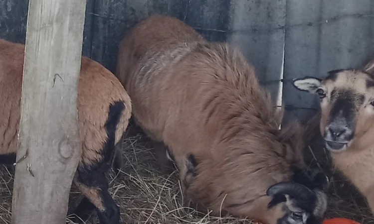 Вівці, барани породи "Камерунська". Овцы породы "Камерунска" - фото № 3