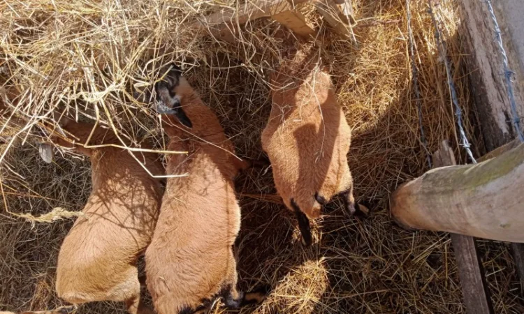 Вівці, барани породи "Камерунська". Овцы породы "Камерунска" - фото № 4