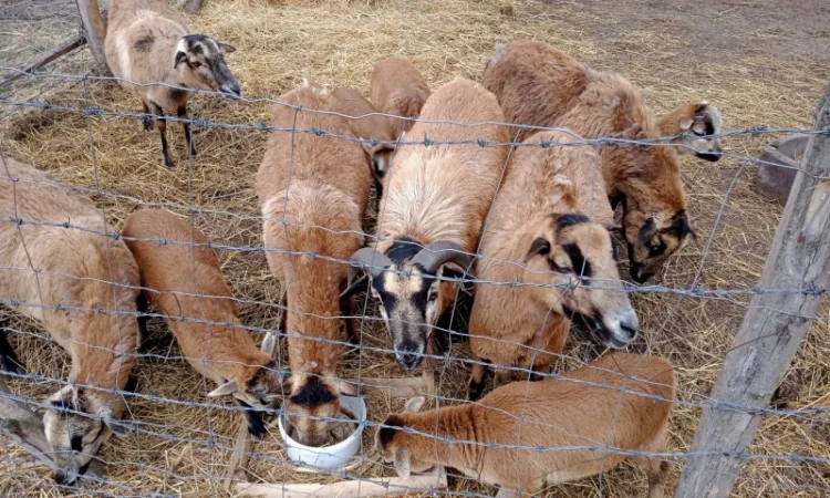 Вівці, барани породи "Камерунська". Овцы породы "Камерунска" - фото № 5