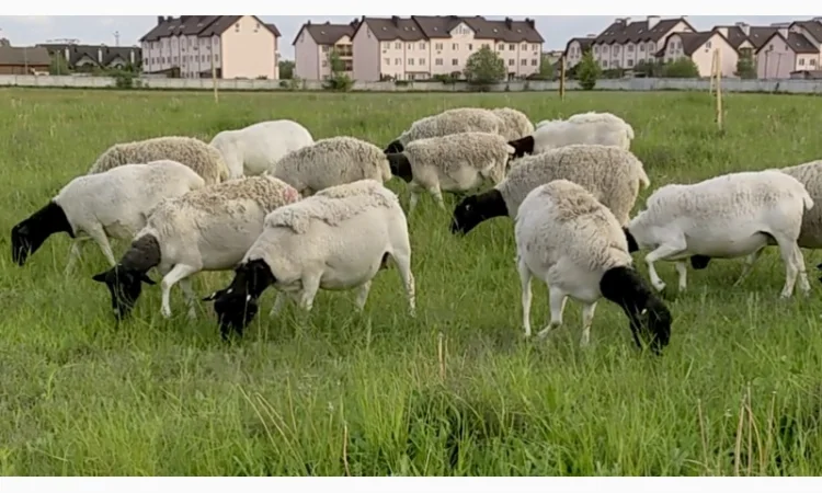 Вівці Дорпер. Вівцематки Дорпер. Чистопородний Дорпер. Барани Дорпер - фото № 1