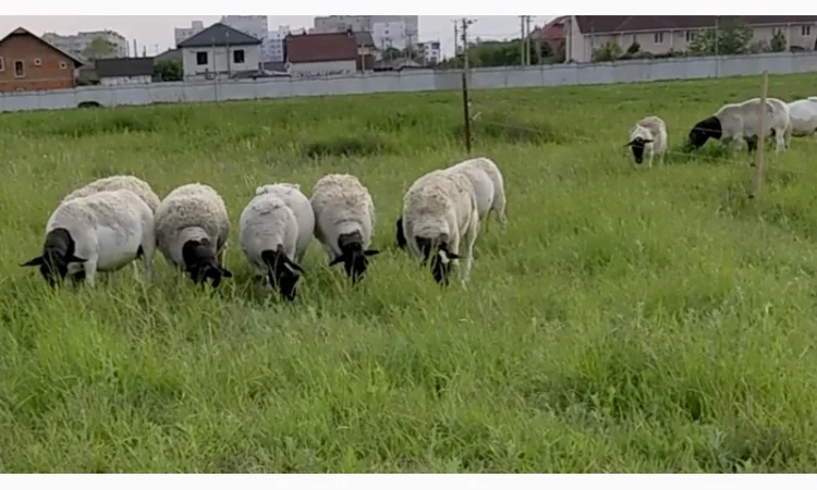 Вівці Дорпер. Вівцематки Дорпер. Чистопородний Дорпер. Барани Дорпер - фото № 2