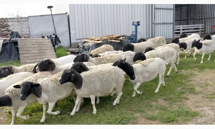 Вівці Дорпер. Вівцематки Дорпер. Чистопородний Дорпер. Барани Дорпер - фото № 3