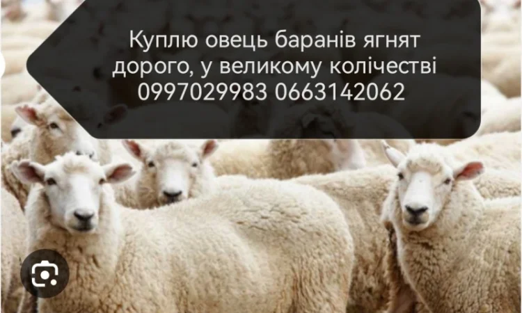 Куплю овець баранів ягнят - фото № 1