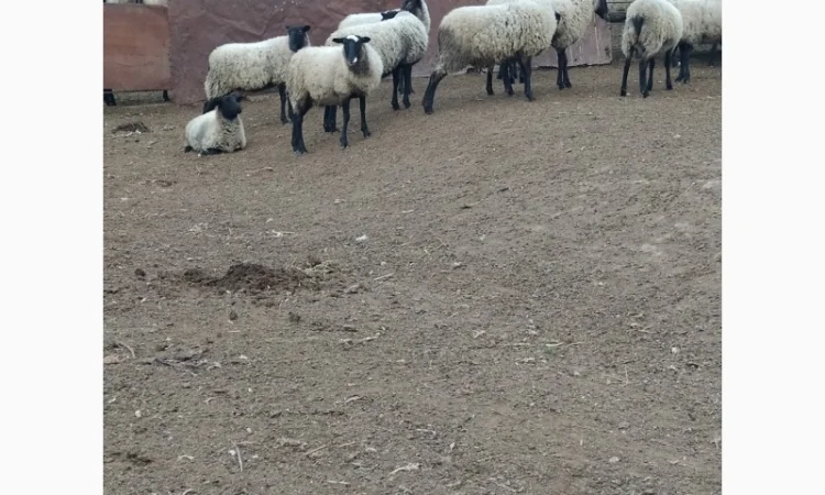 Продам молодых ярочек - фото № 1