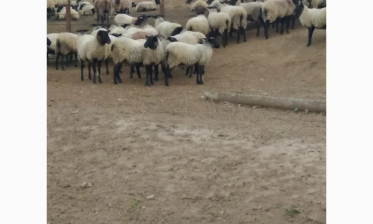 Продам молодых ярочек - фото № 2