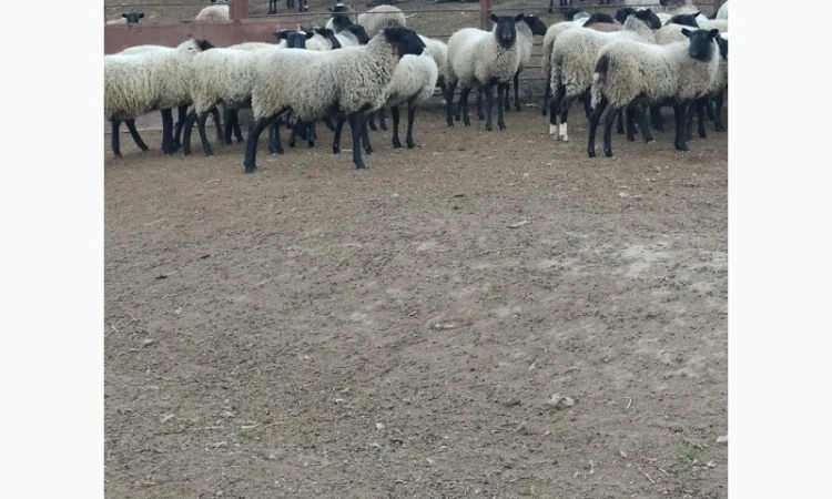 Продам молодых ярочек - фото № 3