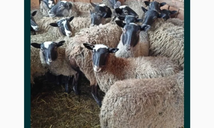 Продам баранів та овець романівської породи - фото № 1