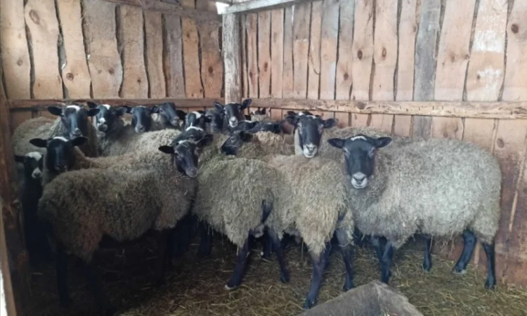 Продам баранів та овець романівської породи - фото № 2