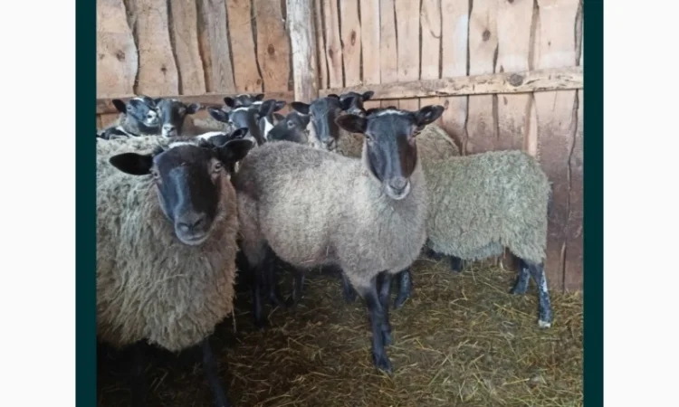 Продам баранів та овець романівської породи - фото № 3