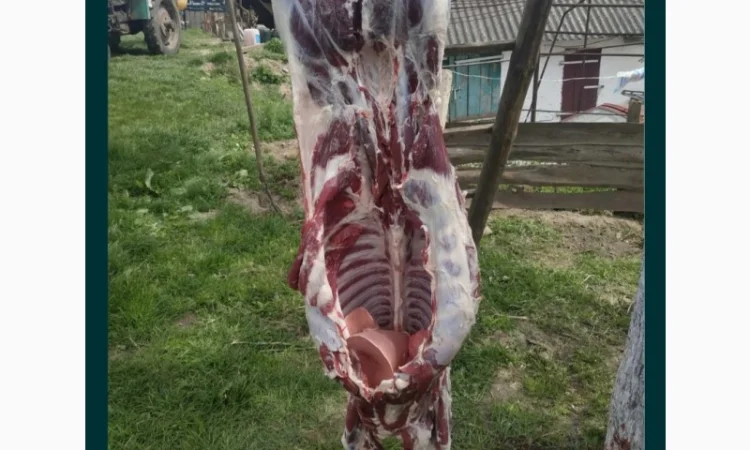 Продам баранів та овець романівської породи - фото № 4