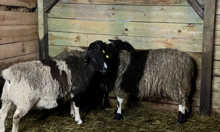 Баранчики та Ярки крос дорпер - фото № 1