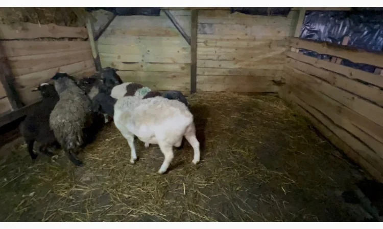 Баранчики та Ярки крос дорпер - фото № 2