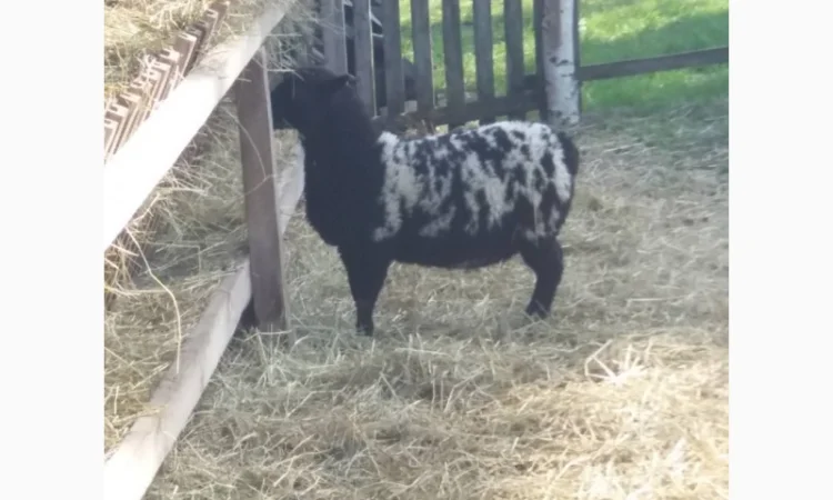 Баранчики та Ярки крос дорпер - фото № 3