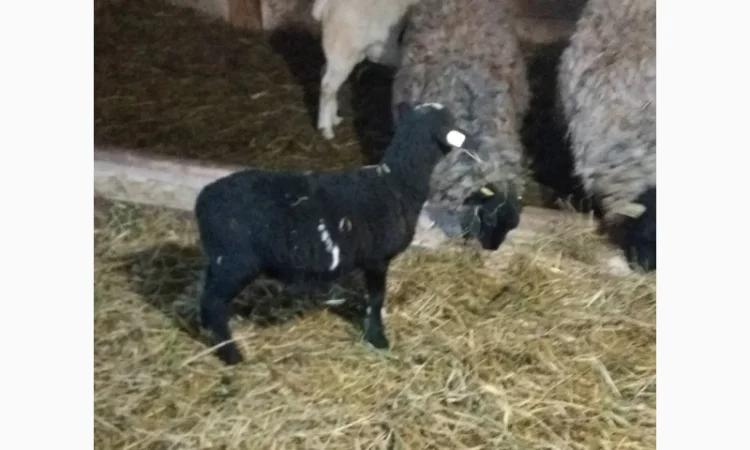 Баранчики та Ярки крос дорпер - фото № 4