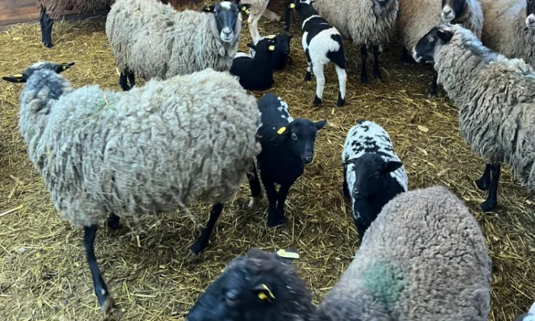 Баранчики та Ярки крос дорпер - фото № 5