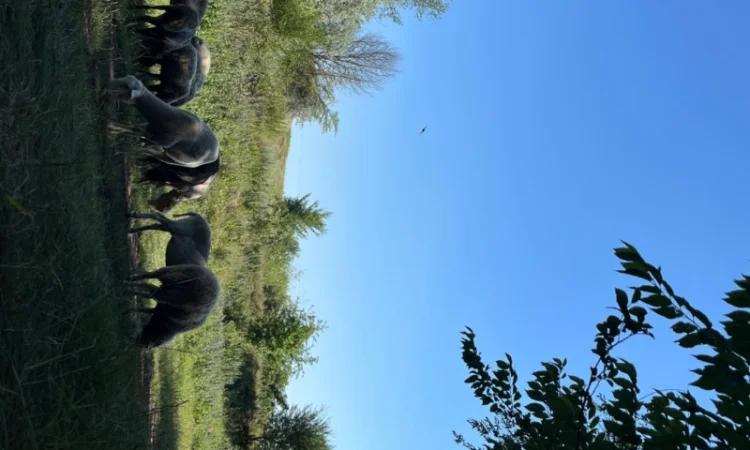 Продам вівці - фото № 2