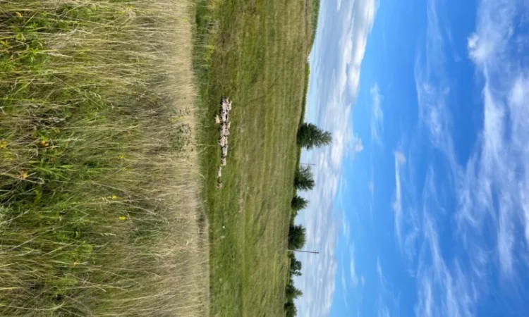 Продам вівці - фото № 3