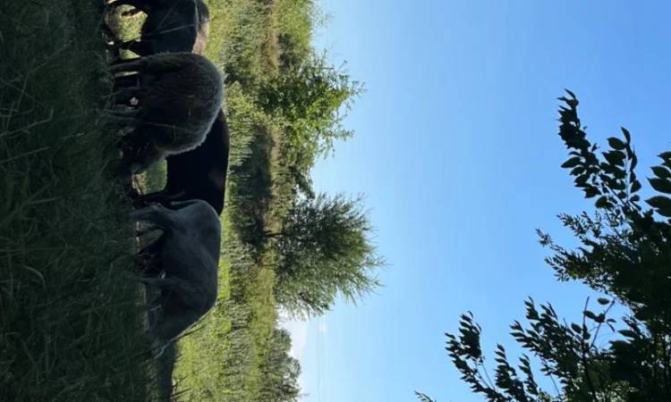 Продам вівці - фото № 4