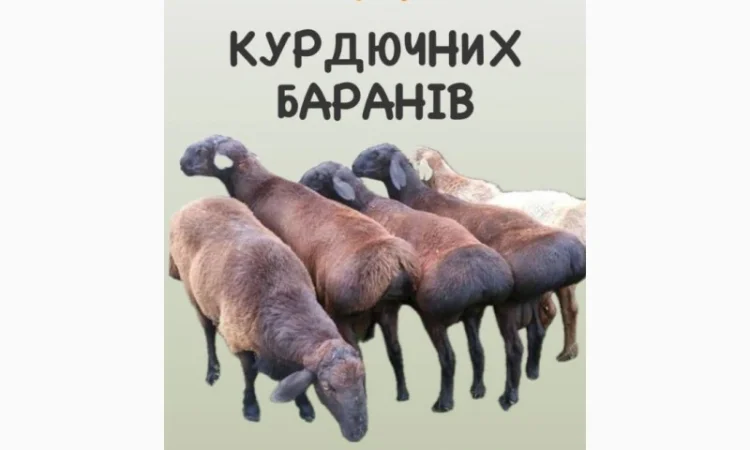 Продам ягня, кітні вівці, барани курдючної породи - фото № 1