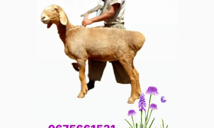 Продам ягнят (барани) курдючної породи - фото № 1