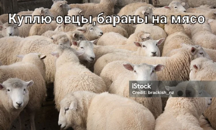 Барани вівці ягнята - фото № 1