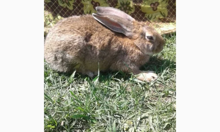 Кролики Термонті. Кітні кролиці - фото № 2